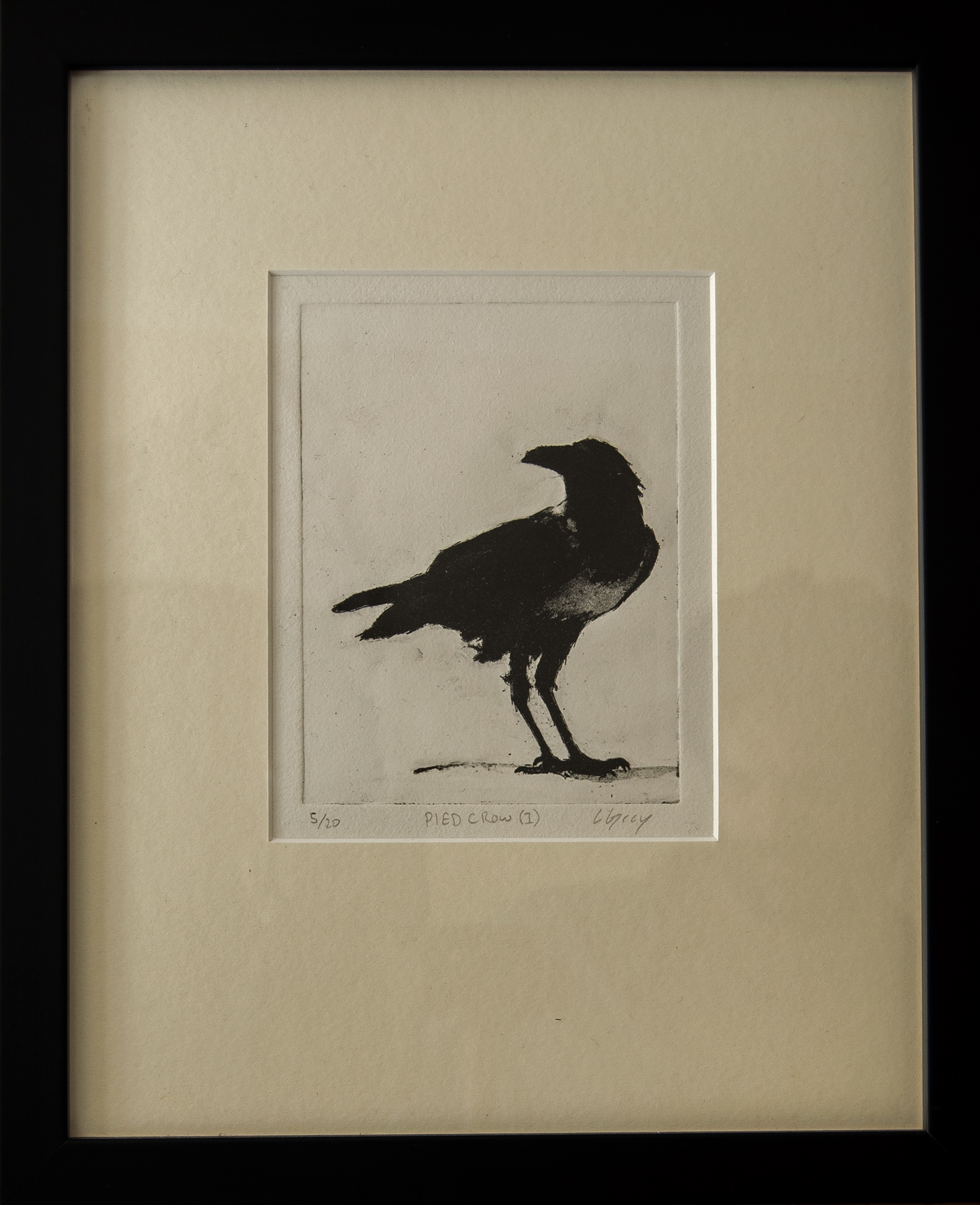 Pied Crow I C A E Gray Fine Art